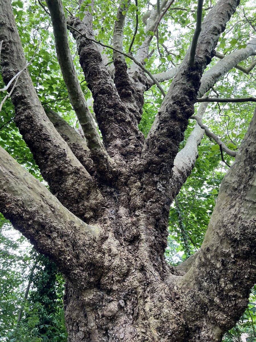 Spotted this rather marvellous Plane on our Wandle adventure with @Takeitupwearit 🌳 #ThickTrunkTuesday