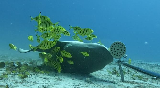 Recently, our research team collaborated with the Blue Economy Research Institute, (BERI) @UniofSeychelles  to conduct Baited Remote Underwater Video System-#BRUVS surveys within and around the Curieuse &  Ile Cocos Marine Parks.

Read more about it at: shorturl.at/lBkZm
