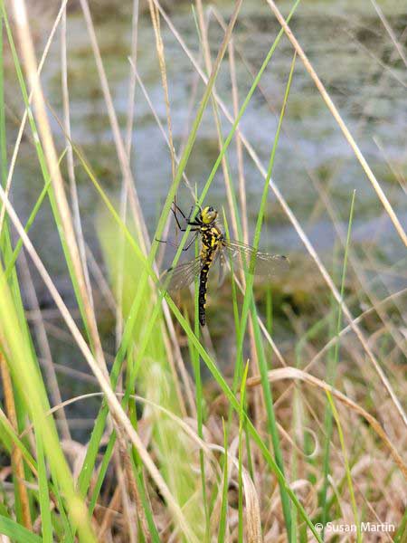 White-faced darter #Dragonflies are on the wing on Fenn's #Whixall and Bettisfield Mosses #NationalNatureReserve.

They are lowland raised bog specialists with their larvae living in sphagnum moss rafts in boggy pools for about 2 years before emerging.

#NNRWeek @BDSdragonflies