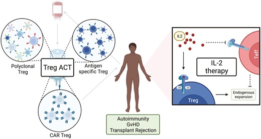 #Treg cell therapy has enormous potential for pathologies such as #autoimmune diseases & #TransplantRejection Here, @olivermccallion et al. @trig_oxford review the current & future landscape covering adoptive transfers, CAR & 'off-the-shelf' 👉bit.ly/3PRIw8N