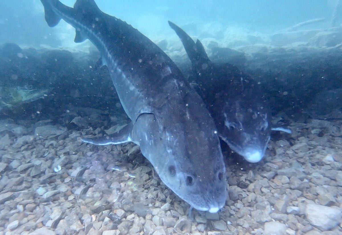 🌊Just had a fantastic weekend with the Scubanuts club diving at Capernwray Jackdaw Quarry! 

The water was clear, the marine life was vibrant, and the camaraderie was unbeatable. Can't wait for our next adventure! 🐠🐟

#Scubanuts #DivingLife #notthamptonscubaschool