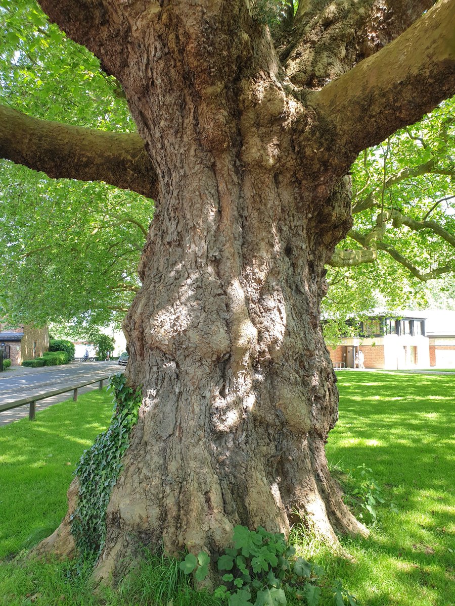 One of the beautiful, statuesque London Plane trees outside Reading Lido, on the #ThamesPath National Trail through Reading #thicktrunktuesday @RiverThames @TiCLme