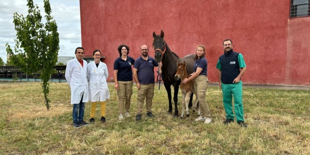 PetMedJournal's tweet photo. 🐴 Nace el primer potro generado por Inyección Intracitoplasmática de Espermatozoides en @infouex

La técnica #ICSI se llevó a cabo en el @INIA_es, tras lo cual el embrión fue criopreservado y transferido a una yegua receptora en junio de 2023 en la UEx

🔗https://t.co/tcxXxstTD7 https://t.co/8UD5ZWoYtX