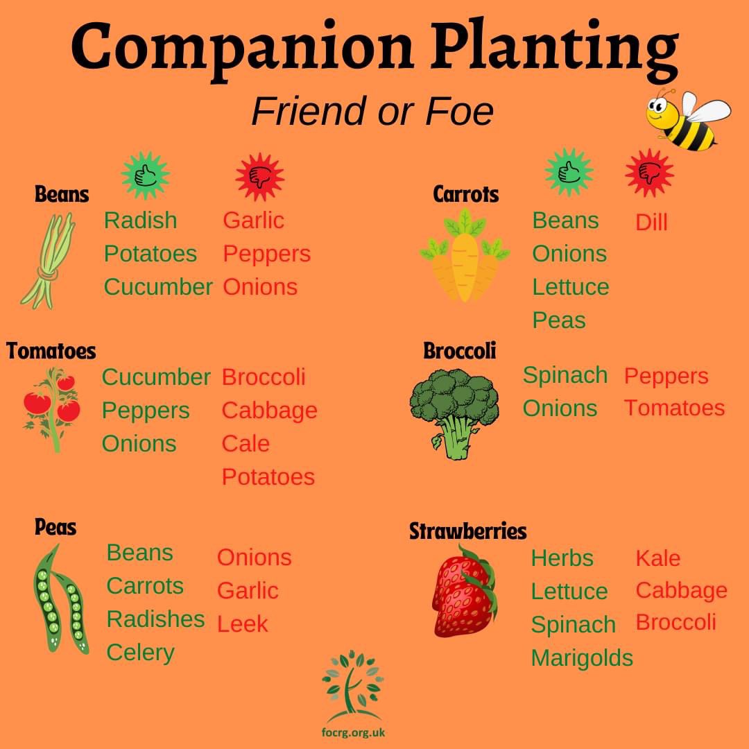 Welcome to companion planting! It’s an organic way to protect your crops from pests and it could help improve pollination of your crops too. We've put together some of the best known partnerships to help you improve the health of your crop without needing pesticides. 🐝