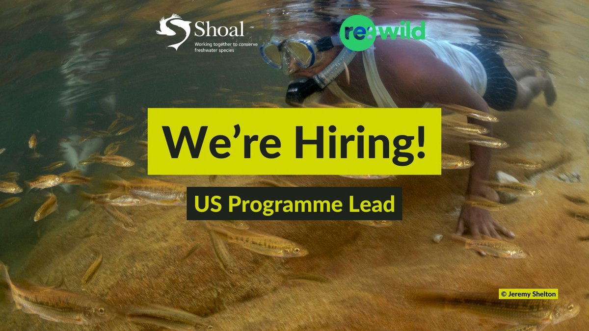 Join the SHOAL team! 📢 We are looking for an experienced individual to develop, manage and drive growth for freshwater species conservation in North America. Sound like you? Get applying! Sound like someone you know? Get sharing! Find out more: buff.ly/4dNgbux