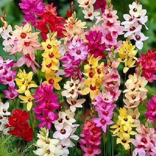 BeejwalaIndia's tweet photo. Buy Ixia Flower Bulbs Mix Colour Pack
https://t.co/OEa5WDRZMA
🎁 SPECIAL OFFER: Up to 90% off
👉 https://t.co/qkdEnDEzlA
📦 Dispatch in 1 - 2 Days
#beejwala #Ixia #FlowerBulb #garden #gardening https://t.co/upfR5cLDjR