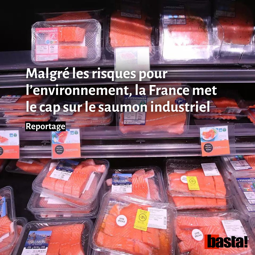 bastamedia_'s tweet photo. Des entreprises cherchent à construire d’immenses usines à saumons en France pour produire chaque année 27 000 tonnes du lucratif poisson. Entre impacts environnementaux ici et surpêche à l’étranger, les projets suscitent des oppositions. @GuyLescoarnec https://t.co/RRMCiRdw4u https://t.co/EfCidWdwu3