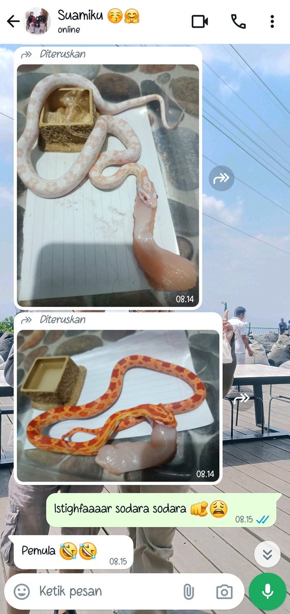 oissyah's tweet photo. Gambaran kehidupan kalo nikah sesama animallover 😌🐛🐛🫠 https://t.co/GNHMg1kCI5