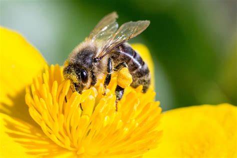 HydrogardLegal's tweet photo. Always Bee careful when accepting work on your home, otherwise you might get the stinger! #worldbeeday https://t.co/S0UtdBVmBJ