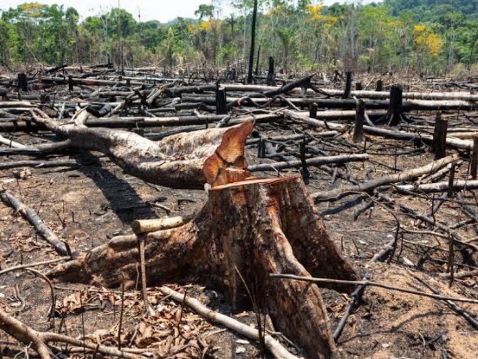 Deforestation is a major driver of climate change. Protecting our forests is crucial for a sustainable future. #Deforestation #ClimateCrisis @CJusticeAfrica