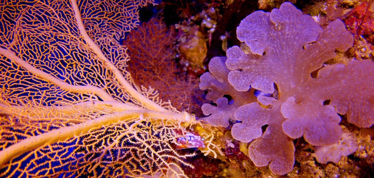 Mesophotic Octocorals: experimental colony of🪸Annella Gray, 1858 and zooxanthellate Sinularia May, 1898. These are at 80 m depth (262 ft) below the surf break P-Pass, Pohnpei, FSM 🇫🇲 Light penetration here is remarkable! 
#mesophotic #octocoral #gorgonian #womendoingscience