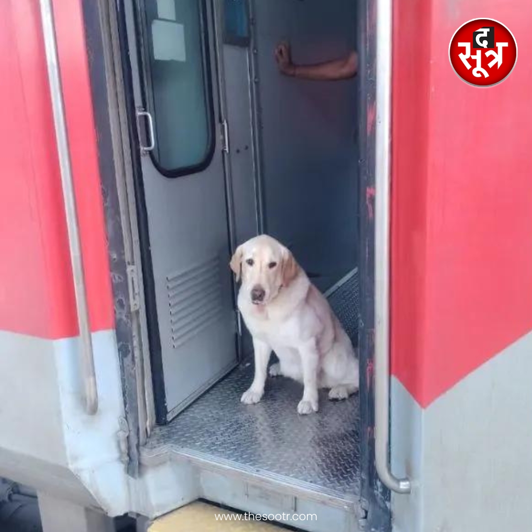 TheSootr's tweet photo. ➡ भारतीय सेना से रिटायर हुआ 9 साल का आर्मी डॉग मेरू
➡ भारतीय सेना में ट्रैकर डॉग के रूप में दे रहा था अपनी सेवाएं
➡ फर्स्ट क्लास AC से भेजा गया घर
.
.
.
#ArmyRetiredDog #IndianArmy #Meru #ArmyDogUnit #Defence #latestnews #TheSootr https://t.co/qFXn8eRRRk
