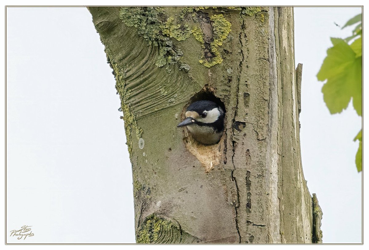 'Peek a Boo' we see you.... Woodpecker joining in with #TreeClub #ThickTrunkTuesday #TwitterNatureCommunity #BirdsSeenIn2024 #NAture #Wildlife @tophilllow