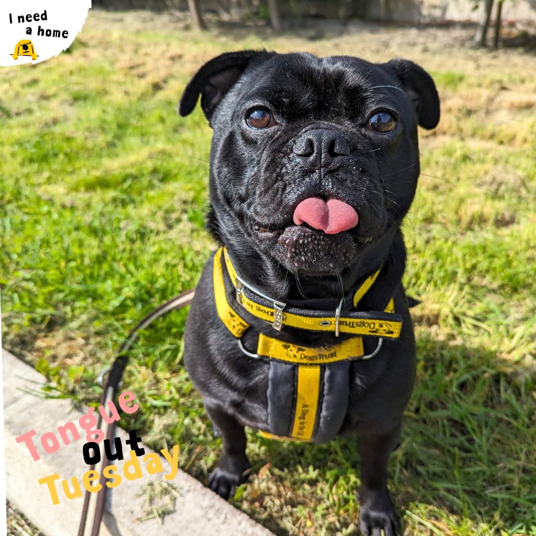 👅 Have a #TongeOutTuesday from the main man himself, Bruce! He can't understand why we love a #tot so much, but is giving a fabulous one regardless! Bruce is on the hunt for his forever home 🏡
⁣⁣
#dogstrustcardiff #dogstrust #adogisforlife #adoptdontshop #ineedahome