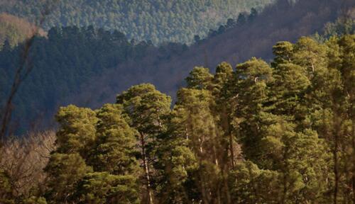 Contre les émissions de gaz à effet de serre: Crédit Mutuel Alliance Fédérale acquiert l'une des plus grandes forêts privées de France pour en faire un puits de carbone limportant.fr/infos-le-choix… <a href="/CreditMutuelAF/">Crédit Mutuel Alliance Fédérale</a> #partenaire