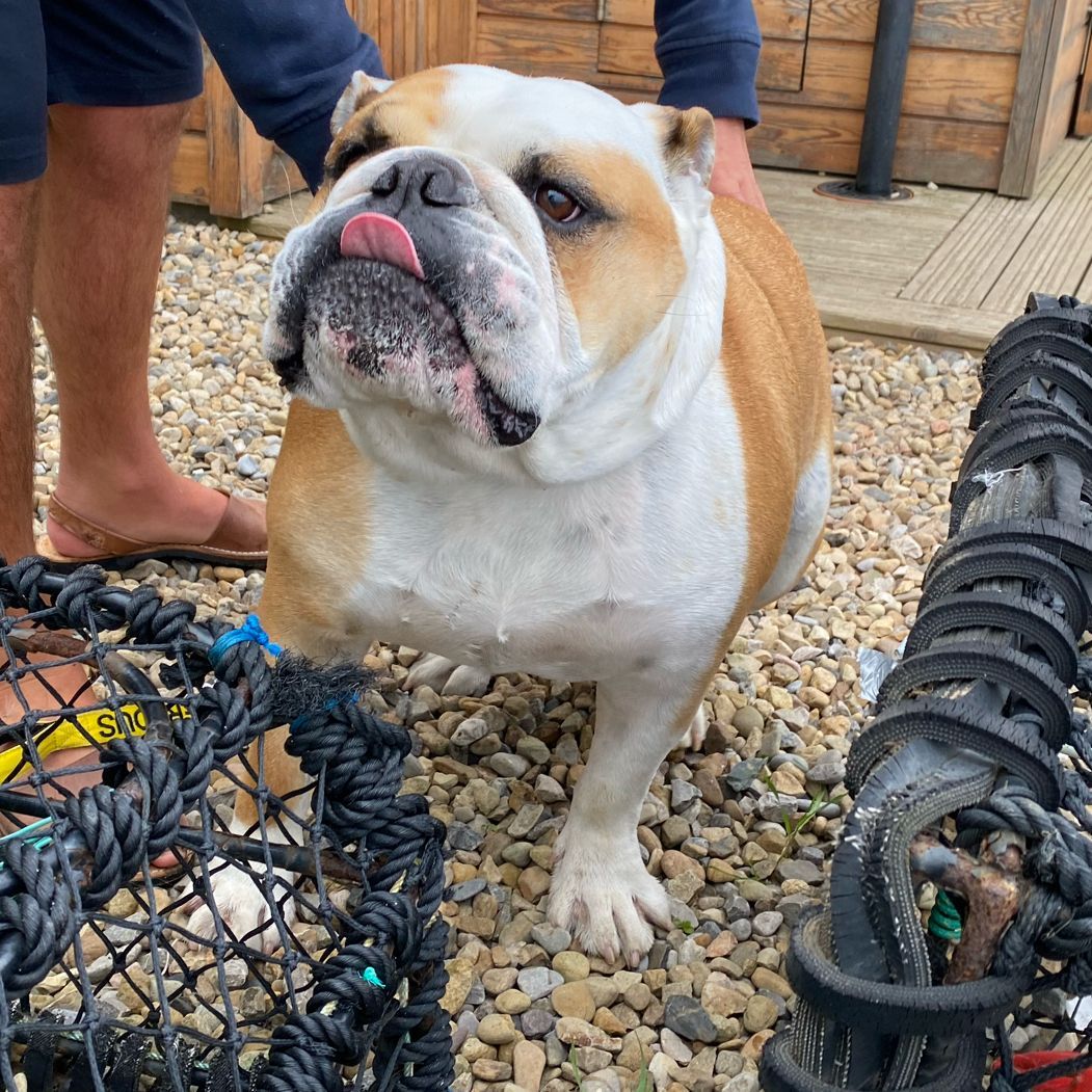 Happy #TongueOutTuesday 👅 from between the crab pots 🦀 at the seaside on #TripleSunday I’ve had the best long weekend in Yorkshire!! 🐶🐾❤️ Barney #BarneyTheBulldog #DogsOfTwitter #DogsOfX #DogsOfIG #DogsOfFacebook #Bulldog #EnglishBulldog #Yorkshire #Weekend #Seaside