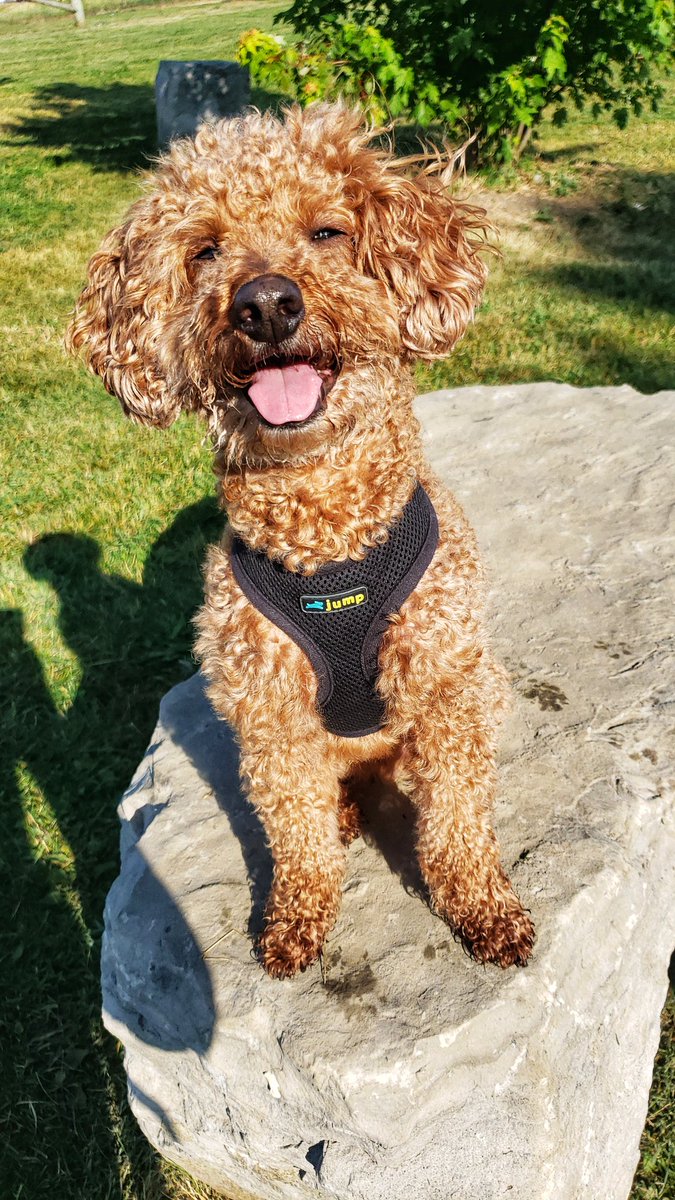 Finnegan giving us a little #tongueoutTuesday action to start the week! 🐾❤🐕😋🐶❤🐾 #TOT #minipoodle #rescuedogs #walkinthedoginwhitby #walkinthedog