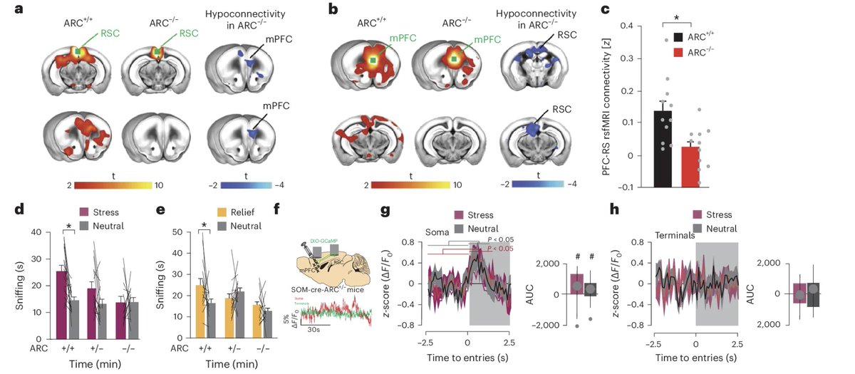 Happy to see this collaborative work out @NatureNeuro majestically led by @LabPapaleo and his superstar🌟team! Take-home messages for brain imagers: 1⃣ Human👨default mode network (DMN) connectivity (PFC--> PCC) is associated with emotion recognition 1/2