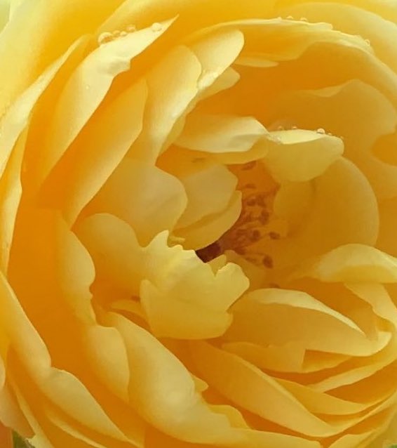 Excited to hear that <a href="/DAustinRoses/">David Austin Roses</a> <a href="/PeterBealesRose/">Peter Beales Roses</a> have been awarded Gold &amp;  <a href="/harkness_roses/">Harkness Roses</a> awarded Silver-Gilt at #RHSChelsea
We’re off to the Show today, can’t wait to see the displays!
As you may have gathered, we’re very proud of British #rose Breeders &amp; Growers! 🇬🇧#roses