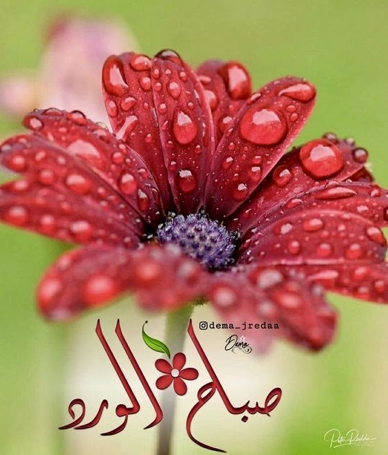 <a href="/Sawsan26M/">⚘️Sawsan basendwa</a> 🫰🏻🥀♥️