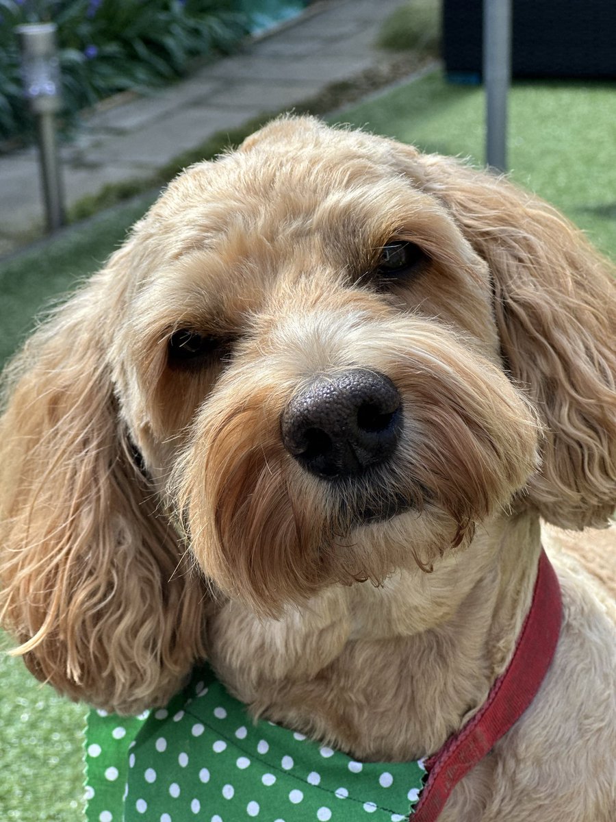 💙Ashleymadblue ⭐️⭐️ tweet media