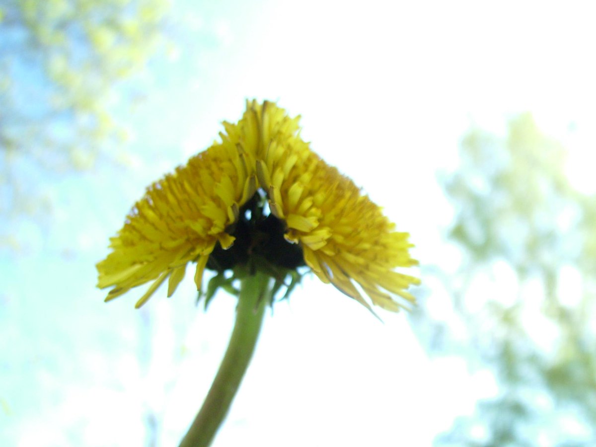 En tiennyt, että #kasvi'kin voi olla #kaksinaamainen.
#Voikukka #dandelion on #pölyttäjä'n ystävä - siis meidänkin ystävämme. Kaksinaamaisenakin.
#Taraxacum_officinale
hunaja.net/polytys/mehila…