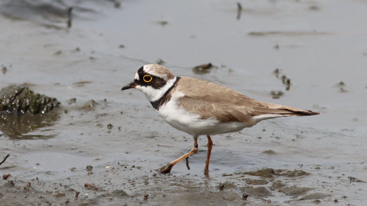 コチドリ, Little ringed plover, Charadrius dubius
#wildbirds #birds #wildlife