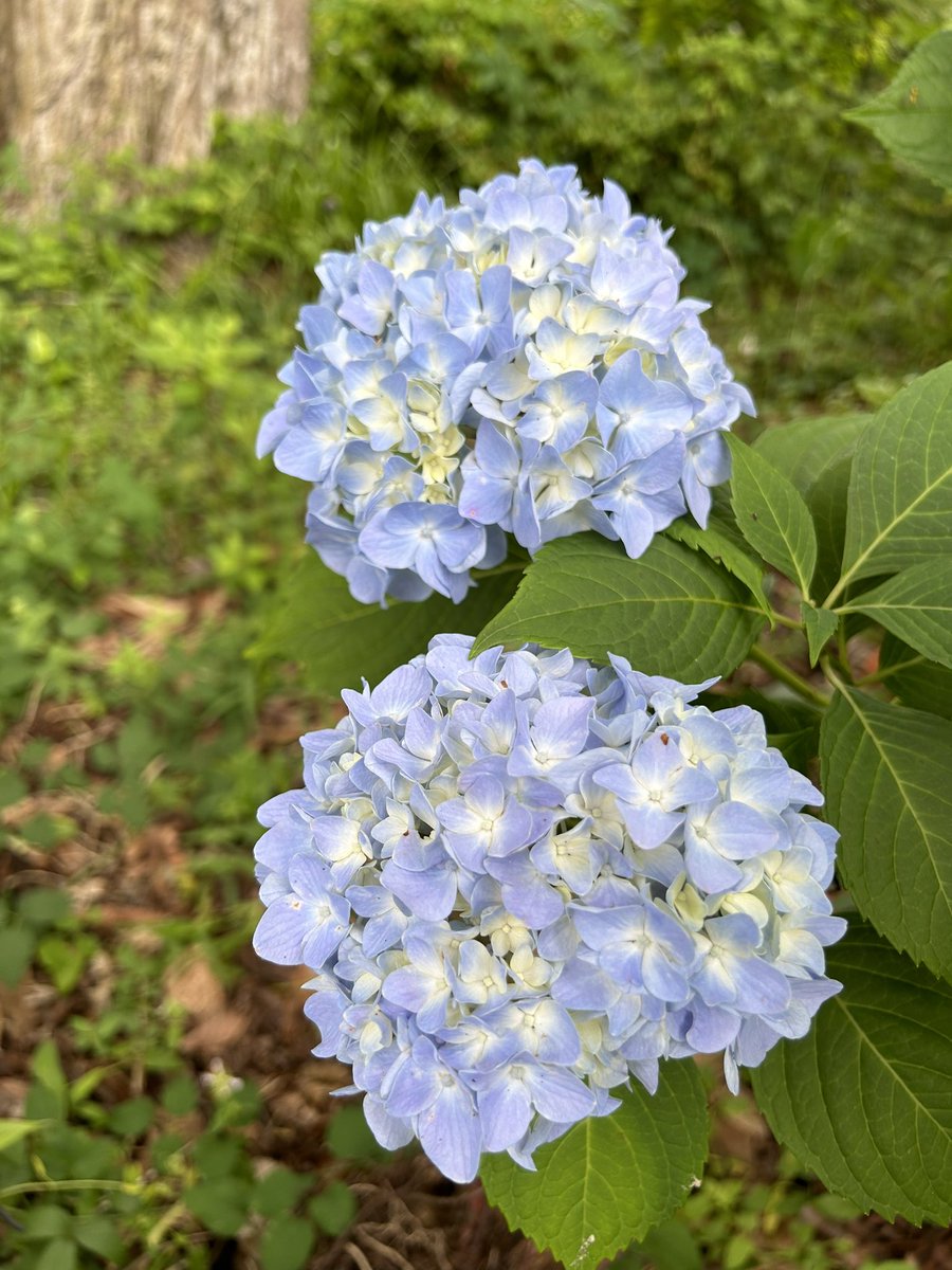 #TuesdayBlues are the blue #Hydrangeas starting to bloom in #MyGarden 😃💙

#Gardening #Flowers #FlowerPhotography #BlueFlowers #FlowerGardening #Plants