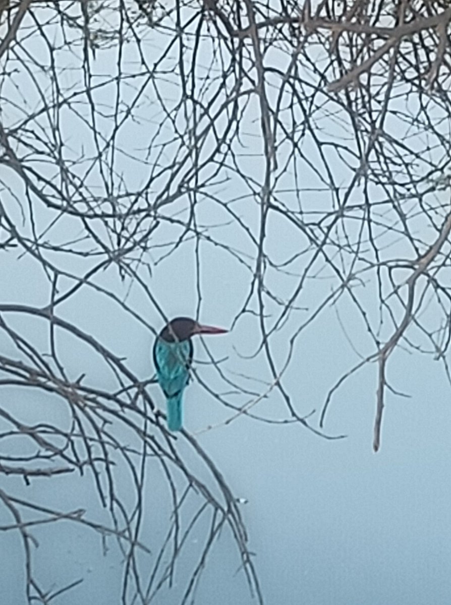 इस पक्षी का नाम क्या है ?