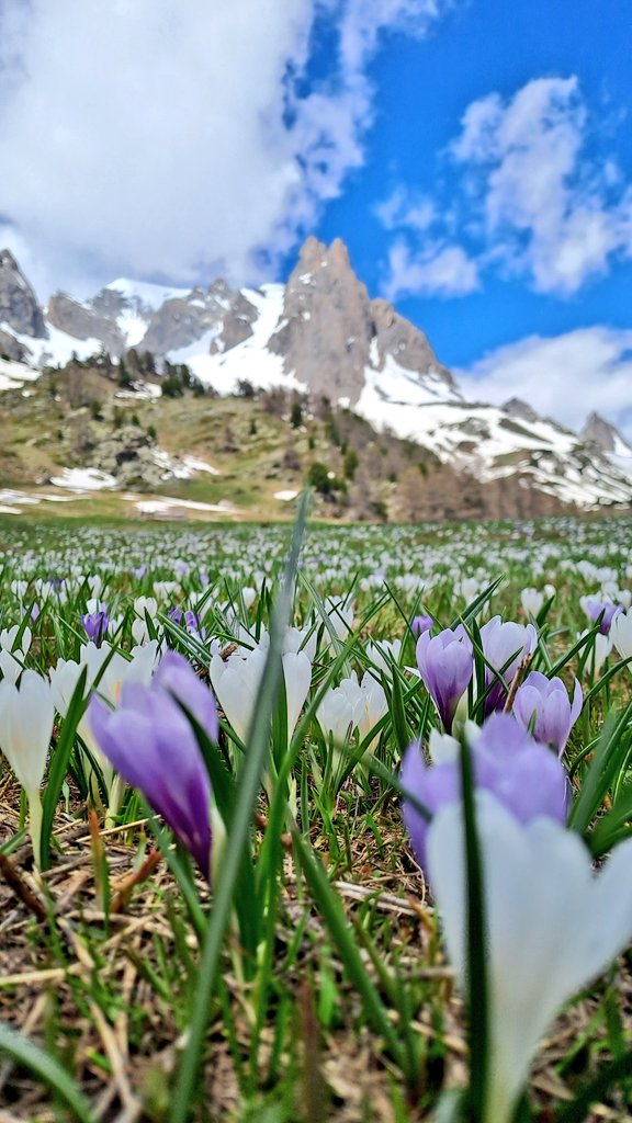 Avec ce champ de crocus,  je vous souhaite une belle semaine. 

#montagne #alpes #hautesalpes #claree #fleurs