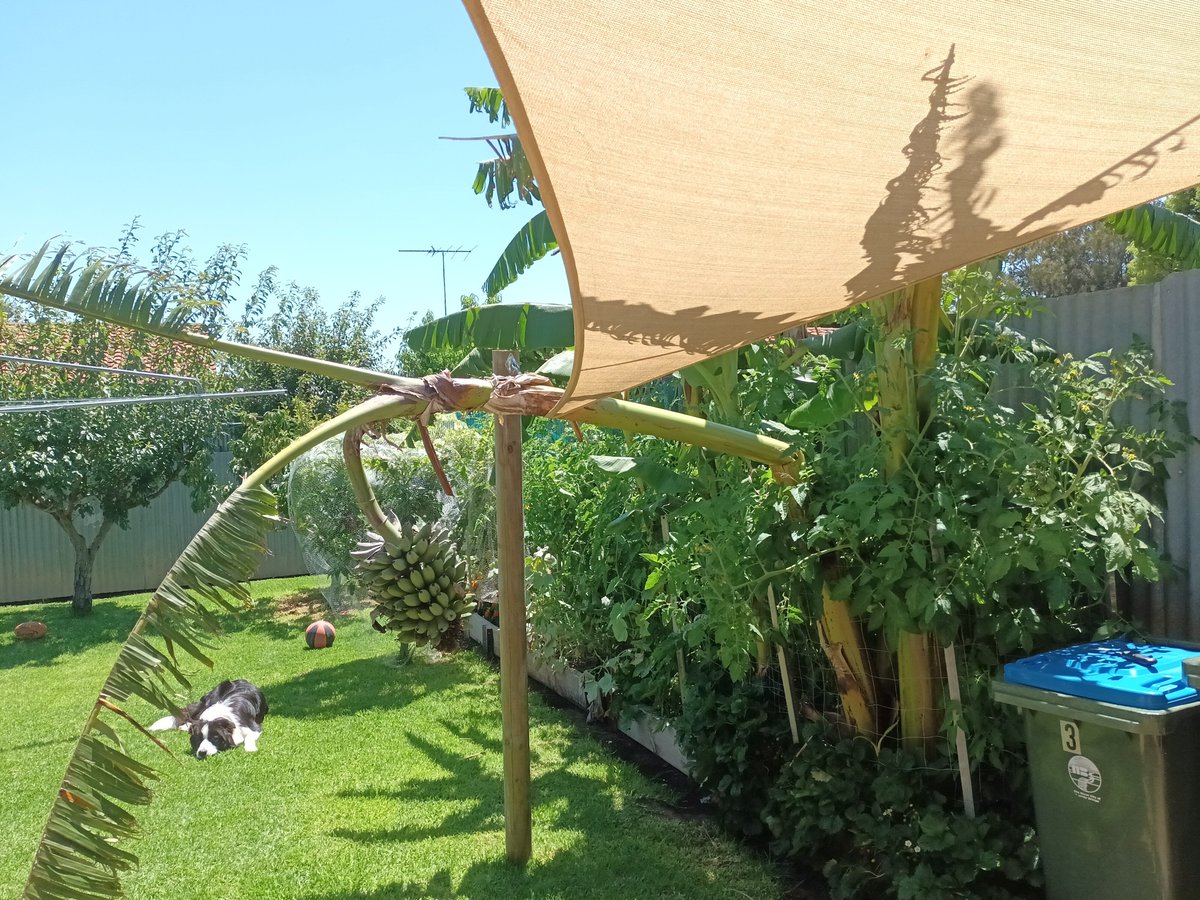 ☀️Sun's out, but my plants are staying cool under their shade sail! My doggy is loving the sunny day too, chasing after butterflies in the garden.
#greenplants #gardengoals #shadesail #dogsofinstagram #lovestoryoutdoor