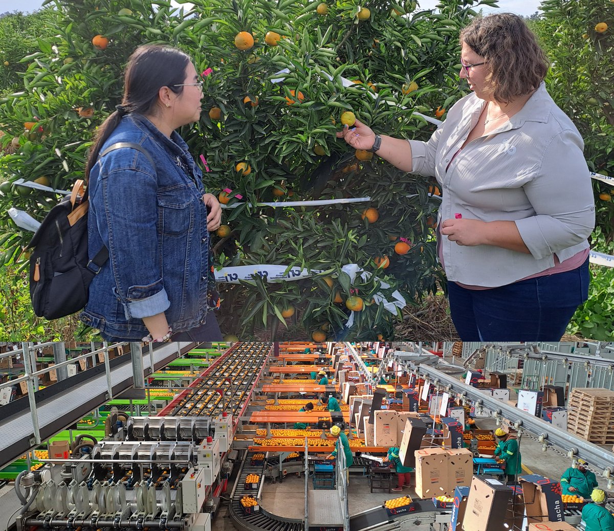 #ResearchStay: 
Cecilia’s #research aims to detect false codling moth in citrus fruit through #aromas. So, we are setting up large field #experiments in South Africa and meeting with the growers and packhouses to identify the main challenges. 
Stay tuned for the results!