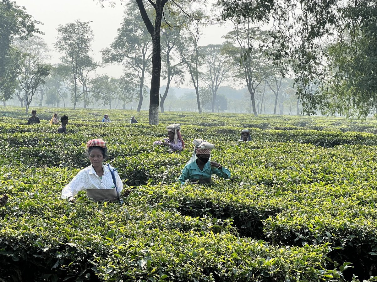 Behind every cup of tea lies the immense hard work of farmers at tea plantations, especially the women labourers . Let's show our gratitude for their efforts 🙏🏻 To all tea lovers ☕️ Happy #InternationalTeaDay ☕️ 🍵 🍃