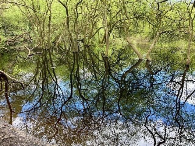 As new green growth and blue skies appeared in April, the Overflow Pond was looking more like the Amazonian rainforest….. 📷 and words by Steve Grimes #chislehurstsociety