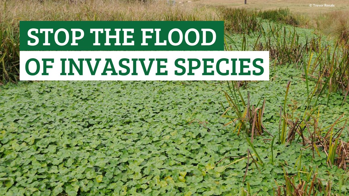 🧵7 of 7 Read more about the environmental & economic damage of invasive species, along with what you can do to help👇 wcl.org.uk/invasive-non-n…