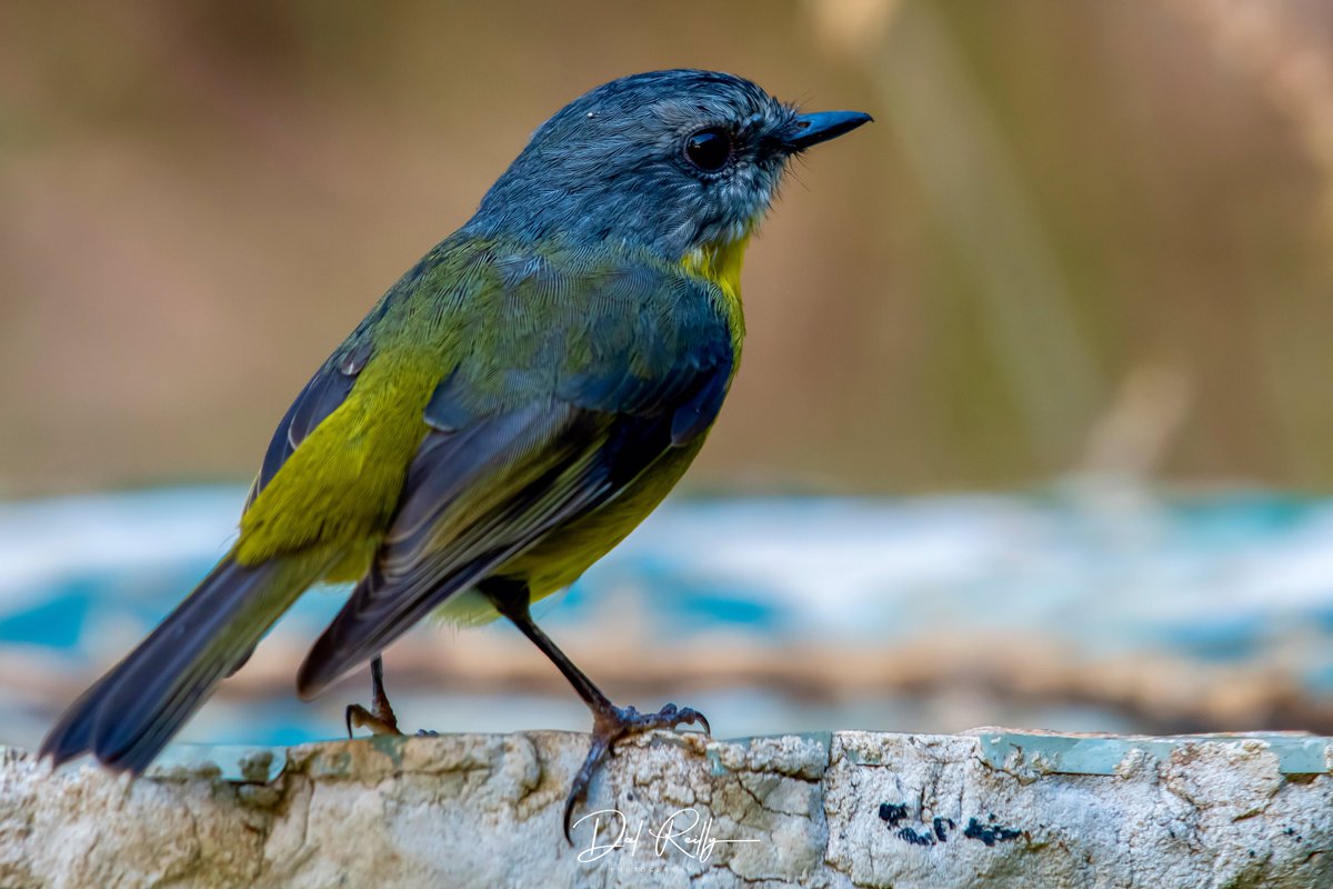 An Eastern Yellow Robin late afternoon with the sunset in its eye🙂 #BirdlifeOz #birdsinbackyards #abcaustralia #abcmyphoto #abcinmelbourne #visitgippsland #MyNikonLife  #BirdsSeenIn2023 #ausgeo #abcgippsland #Gippsland #birdphotography #birds #NikonCreators #nikonaustralia