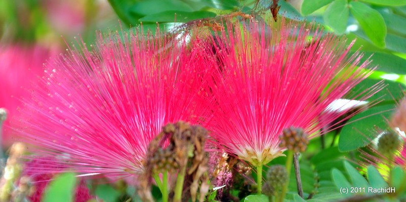 rachidH's tweet photo. #SilkTree #Tree #Silk #Pink #Siris #PinkSiris #Mimosa #Albizia #Ajulibrissin #ArbreÀSoie #AcaciaDeConstantinople #MimosaDeConstantinople #Cairo #Egypt

Rachid H shared a photo with you from the Flickr app! Check it out:
https://t.co/EGKq1SVnNG https://t.co/NpkXYRDd2W