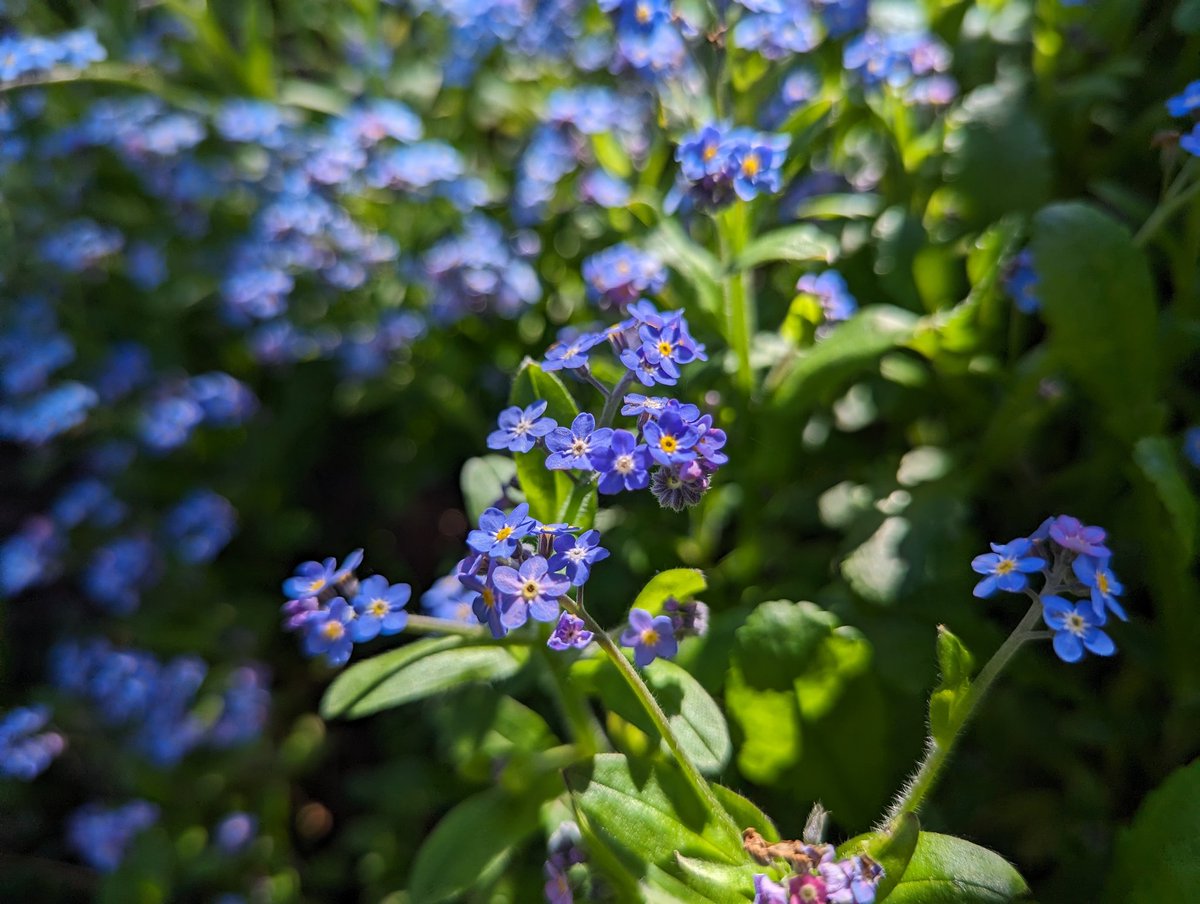 Forget-Me-Not comes from Ancient #Greek meaning 'mouse's ear' due to the oval furry ears. In #folklore a #medieval knight was swept away by a river whilst picking the #flowers for his #love. Also, scorpion grass, whiskerum, squeak, myosotis #FairyTaleTuesday