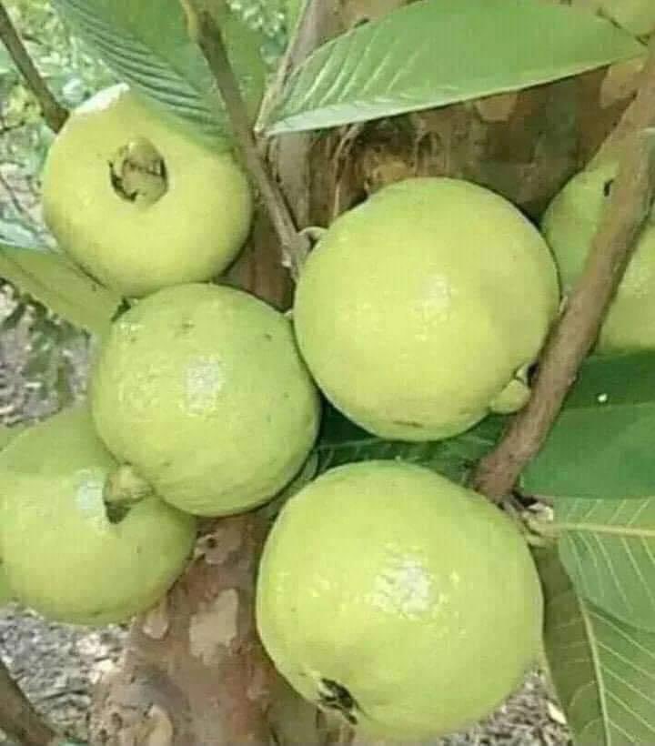 In Swahili Tanzania they call these 'Mapera' What do you call these in your native language?