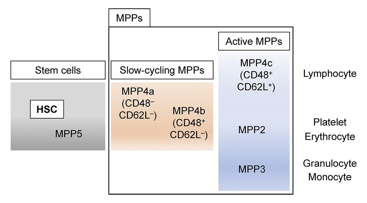 Solomon, Song, @nsalomonis, @LeeGrimesLab et al. show that slow cycling and durable Flt3+ progenitors contribute to #hematopoiesis under native conditions. hubs.la/Q02x0dPw0 From our #Myeloid #StemCells and #Leukemia collection: hubs.la/Q02x0cpR0