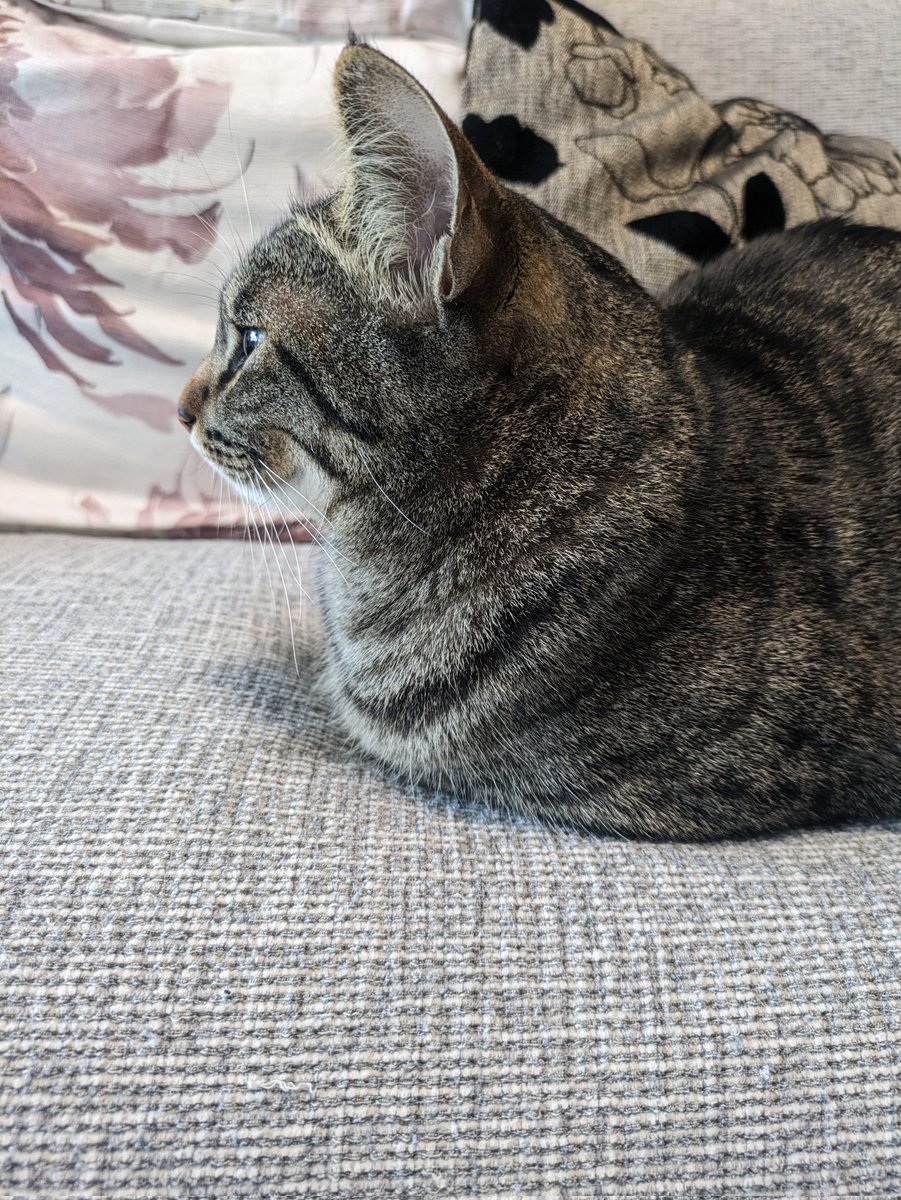 Korotaaaa's tweet photo. おててないないころた君
#猫の居るくらし https://t.co/F57u5mCCtY