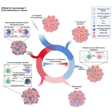 Cancer_Cell's tweet photo. Online Now: Immunotherapy-activated T cells recruit and skewlate-stage activated M1-like macrophagesthat are critical for therapeutic efficacy https://t.co/EVBXhUTbLX https://t.co/SIgJo0FSCK