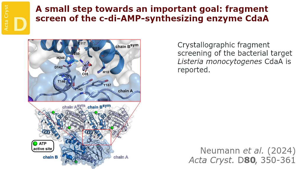 ActaCrystD's tweet photo. A crystallographic fragment screen against CdaA from Listeria monocytogenes provides potential starting points for the development of antibiotics against several CdaA-dependent bacteria. @unigoettingen @unihh #FragmentScreening #CdaA #CyclicDiAMP https://t.co/Xg5ZpZjaJH https://t.co/uiWb8bpWJa