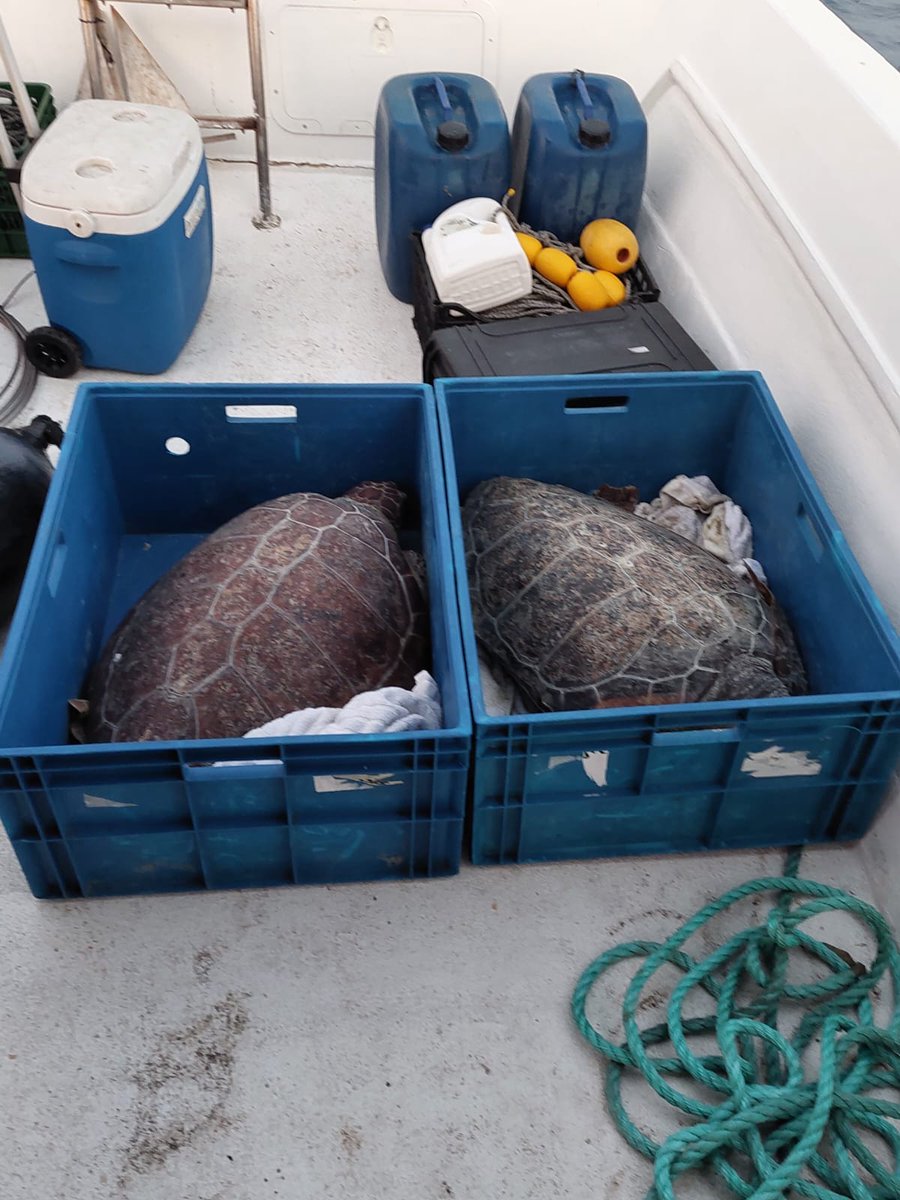 anl_Haifa's tweet image. In February 2022, our lab released two turtles to experiment with underwater acoustics to learn about the underwater acoustic behaviour of turtles.
#TechScience
#engineeringlife
#UnderwaterResearch
#MarineEngineering
#AcousticResearch
#OceanScience
#MarineBiology
