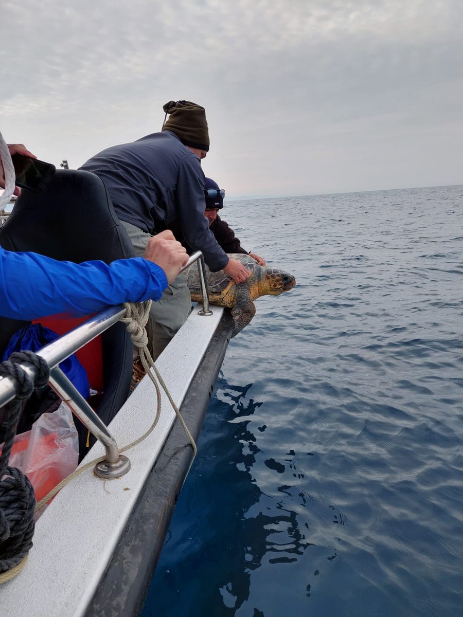 anl_Haifa's tweet image. In February 2022, our lab released two turtles to experiment with underwater acoustics to learn about the underwater acoustic behaviour of turtles.
#TechScience
#engineeringlife
#UnderwaterResearch
#MarineEngineering
#AcousticResearch
#OceanScience
#MarineBiology