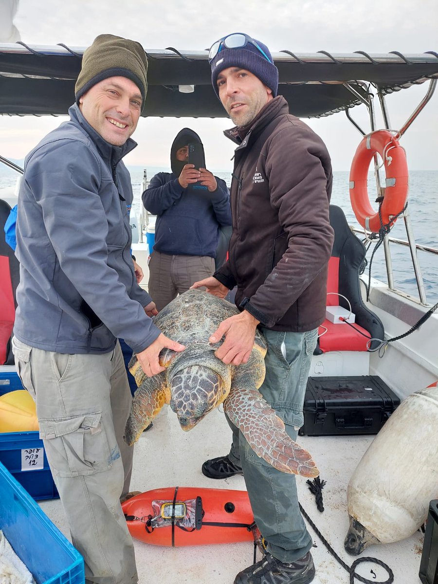 anl_Haifa's tweet image. In February 2022, our lab released two turtles to experiment with underwater acoustics to learn about the underwater acoustic behaviour of turtles.
#TechScience
#engineeringlife
#UnderwaterResearch
#MarineEngineering
#AcousticResearch
#OceanScience
#MarineBiology