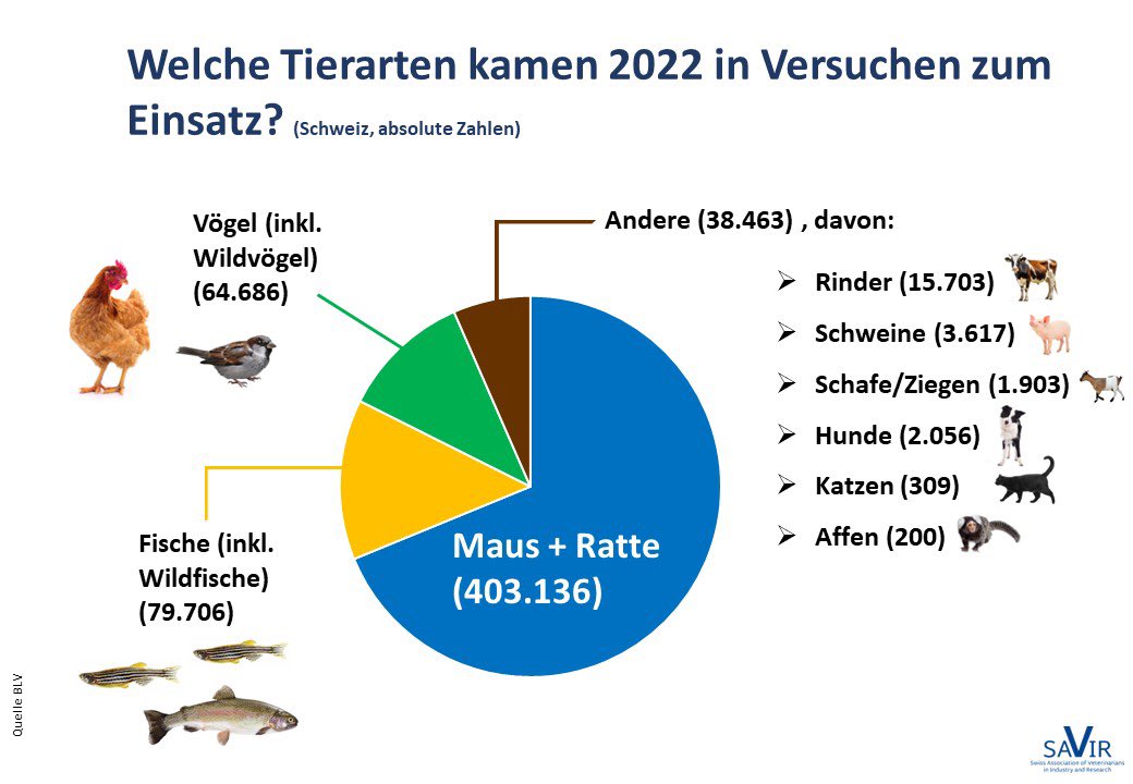 Was ist ein #Tierversuch in der CH? Welche Tierarten  kommen zum Einsatz dabei? Informieren Sie sich am 15.6.24 an unseren Ständen in Bern, Basel, Zürich und Fribourg am Nationalen Information Day of the Experimental Animal! #NIDEA @SwissSgv @ForschungLeben @Swiss3RCC @AwoSwiss