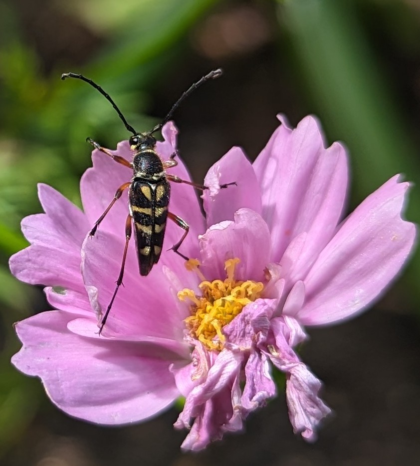 The only thing that overcomes hard luck is hard work. – H Golden

Start your day like this Little #strangalia , working hard.  

#flowerphotography #flowersofx #flowers #MorningVibes #insects