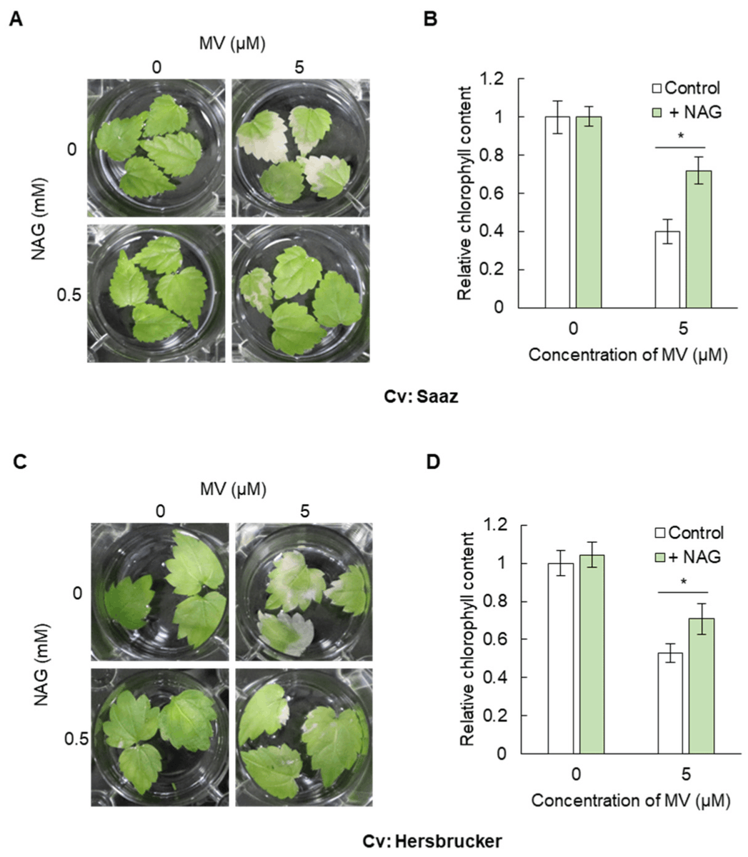 Horticul_MDPI's tweet photo. Horticulturae - New Published Paper🍀

📖Title: N-Acetylglutamic #Acid Enhances #Tolerance to Oxidative and #Heat #Stress in #Humulus #lupulus.

✍️Paper written by: Takeshi Hirakawa and Kazuaki Ohara.

🔗Link: https://t.co/fSEA6uVa9Y

#academic #publishing #MDPI #horticulture https://t.co/fp74zGMRy3