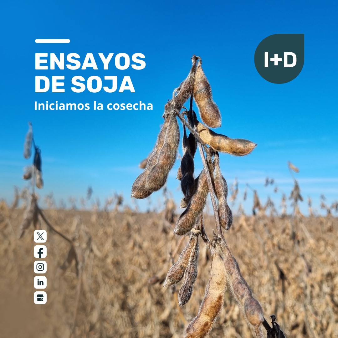 🌱🚜 ¡Iniciamos la cosecha de ensayos de soja en @maisor_agro ! 🚜🌱

Realizando ensayos en varios puntos del país, evaluando distintos tratamientos con nuestros fertilizantes foliares para mejorar el rendimiento de tus cultivos. 

¡Pronto compartiremos novedades!